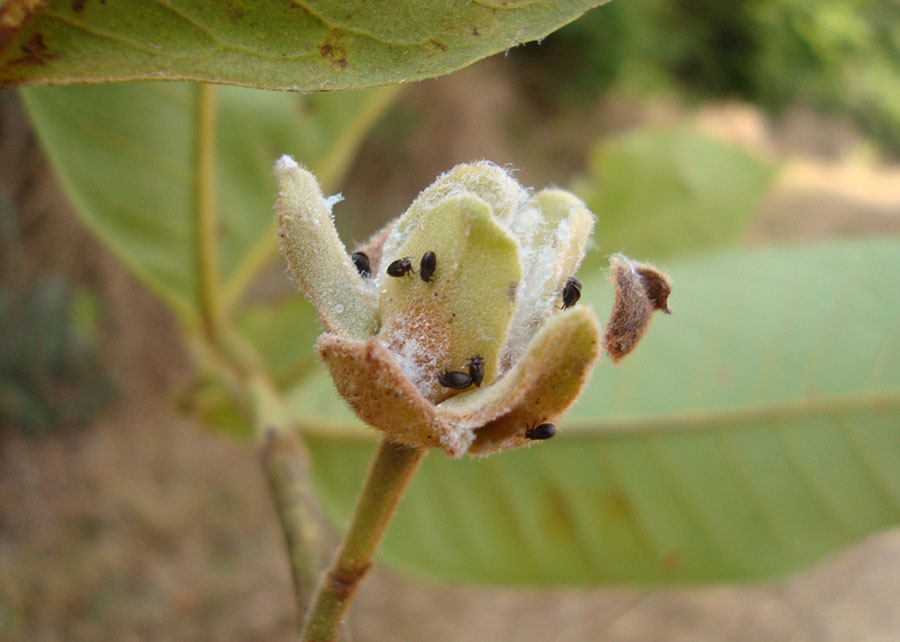 Ir para  <p><big>Uma recente pesquisa da Embrapa, em colabora&ccedil;&atilde;o com cientistas internacionais, revelou 60 novas esp&eacute;cies de psil&iacute;deos em diferentes biomas do Brasil, incluindo a Amaz&ocirc;nia,...