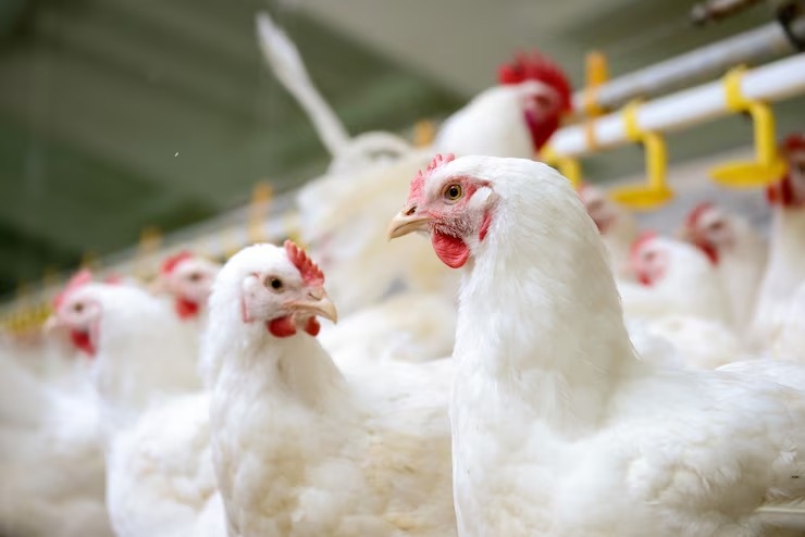 Ir para  <p><big>O surgimento da gripe avi&aacute;ria levou &agrave; suspens&atilde;o da importa&ccedil;&atilde;o de carne de aves por mais de 40 pa&iacute;ses, o que dever&aacute; causar um preju&iacute;zo...