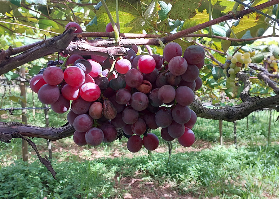 Ir para  <p><big>Uma a&ccedil;&atilde;o conjunta entre a Embrapa, &oacute;rg&atilde;os estaduais e prefeituras de S&atilde;o Paulo conseguiu recuperar 95% do cultivo de uvas Ni&aacute;gara em propriedades rurais que...
