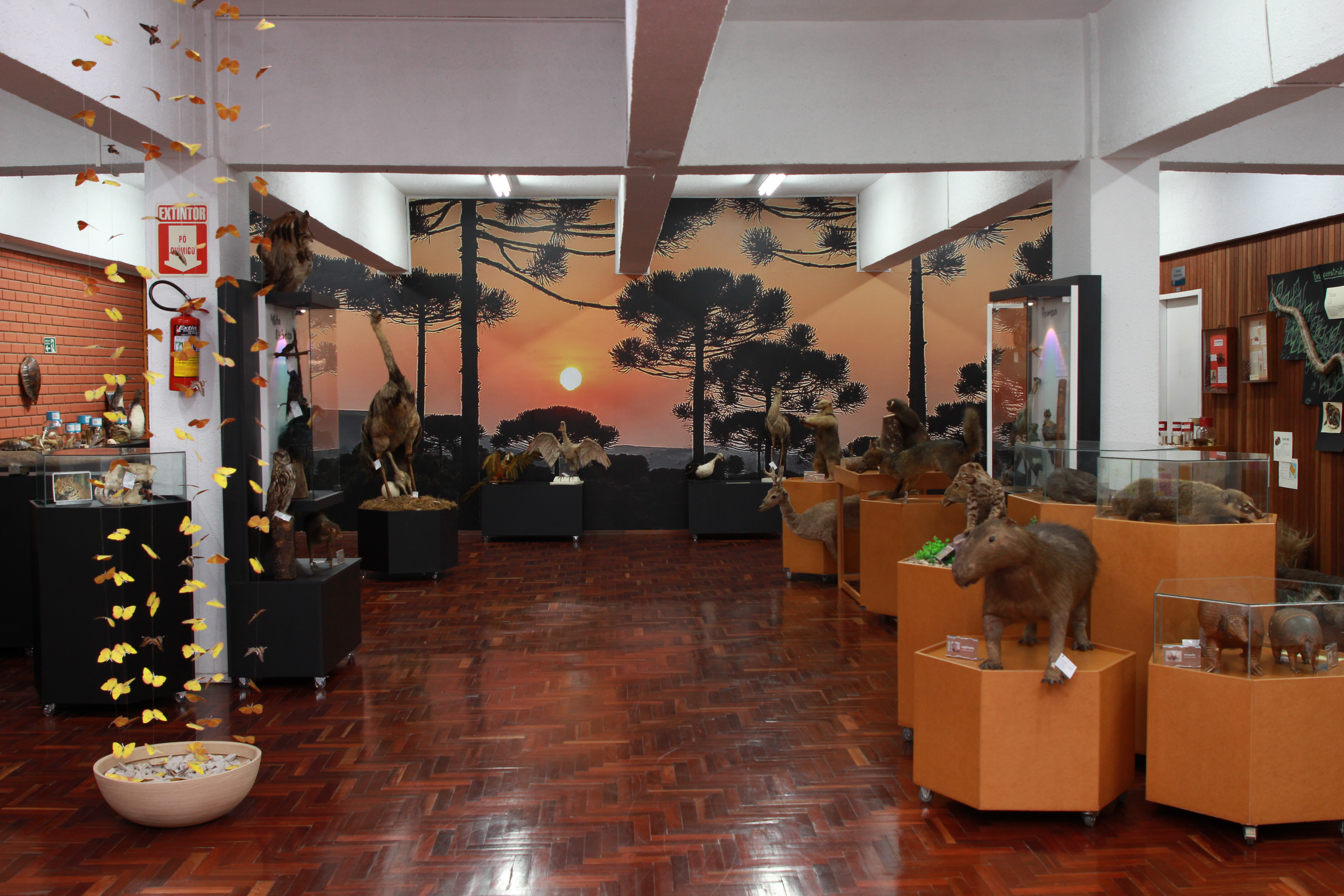 Ir para  <p>O Museu de Ci&ecirc;ncias da URI (MuRAU), juntamente com o Herb&aacute;rio Pe. Baldu&iacute;no Rambo (HPBR), comemoram, em 2025, 40 anos de funda&ccedil;&atilde;o. Para tanto, buscam apresentar &agrave; comunidade...