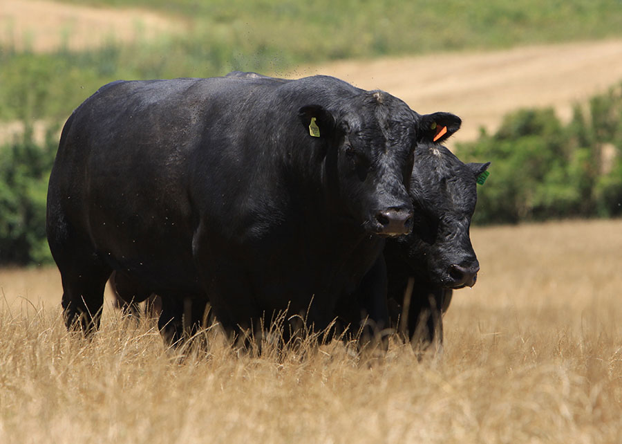 Ir para  <p><big>Uma iniciativa que integra ci&ecirc;ncia e setor produtivo para qualificar o mercado de carne premium no Brasil. Desenvolvido pela&nbsp;<a href="https://angus.org.br/"...