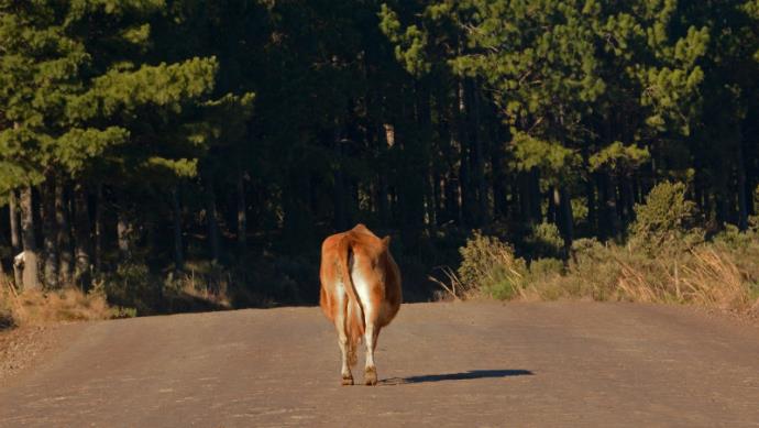 Ir para  <p>Ap&oacute;s atingir a autossufici&ecirc;ncia e mais que dobrar a capta&ccedil;&atilde;o nos &uacute;ltimos 15 anos, o Rio Grande do Sul registra queda significativa na produ&ccedil;&atilde;o de leite. Um dos...
