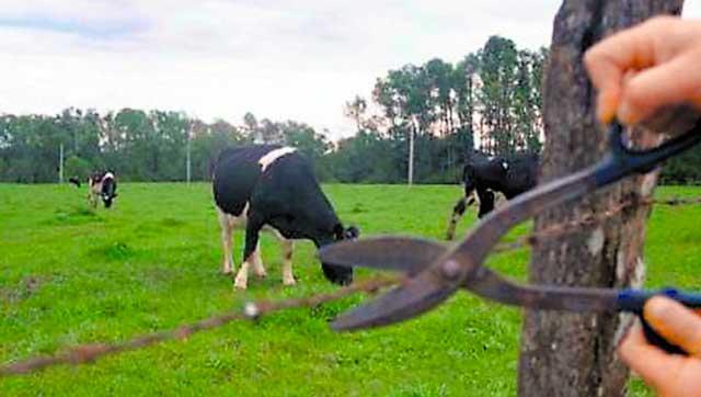 Ir para  <p>O Senado aprovou nesta quarta-feira (13) projeto que torna mais grave a pena em casos de furto de animais criados para abate e produ&ccedil;&atilde;o de bens. A mat&eacute;ria, que pune o com&eacute;rcio de carne e outros...