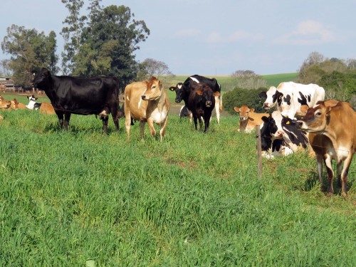 Ir para  <p><big>Os dias com maior luminosidade e a boa umidade no solo propiciam condi&ccedil;&otilde;es mais adequadas de produ&ccedil;&atilde;o dos campos nativos, favorecendo a oferta de alimento para o rebanho e se...