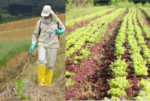 Ir para  <p><big>Para garantir o sucesso de grandes produ&ccedil;&otilde;es e tentar controlar a ocorr&ecirc;ncia de doen&ccedil;as e pragas, muitos agricultores recorrem ao uso de agrot&oacute;xicos nas lavouras. E no...