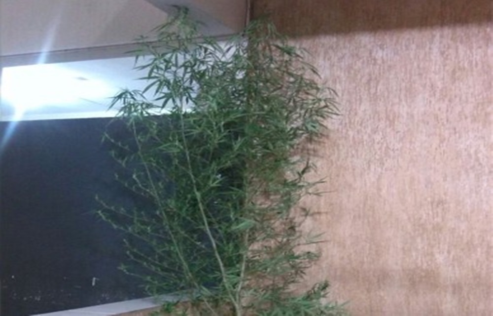 Ir para  <p>Um jovem de 18 anos foi detido por policiais militares na tarde desta segunda-feira(27), em uma resid&ecirc;ncia da rua Miguel Moisyn, no bairro Atl&acirc;ntico, onde os PMs encontraram um p&eacute; de maconha com cerca de...