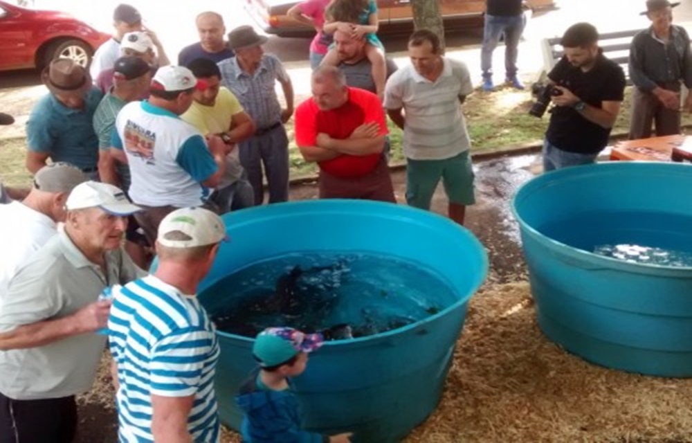 Ir para  <p>A Emater/RS-Ascar, atrav&eacute;s do Escrit&oacute;rio Regional de Erechim, estima a comercializa&ccedil;&atilde;o de mais de 170.439 mil quilos de peixe na regi&atilde;o do Alto Uruguai, nas nove feiras, em 17 dias...