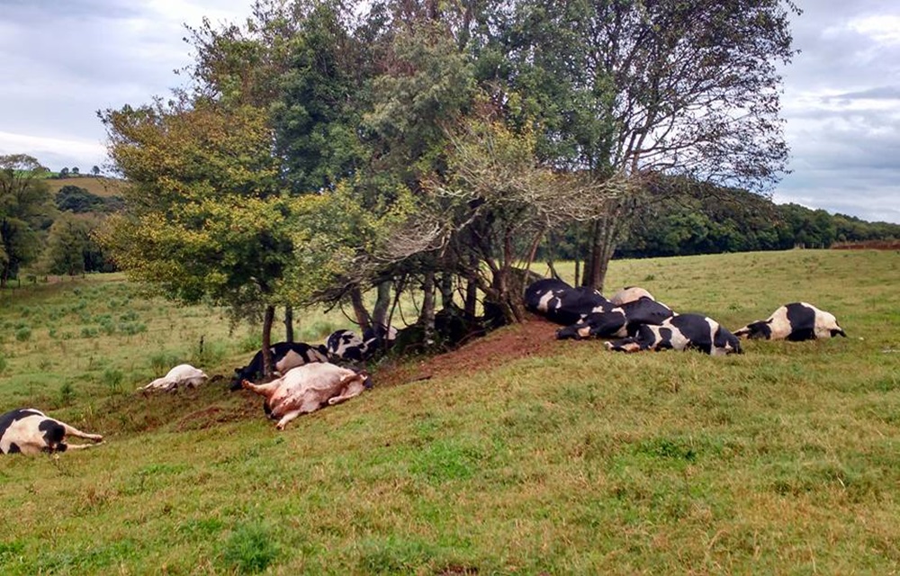 Ir para  <p>Um raio matou 17 vacas no interior de Barrac&atilde;o na noite desta ter&ccedil;a-feira (24). Segundo o propriet&aacute;rio, Sr. Ademir Daniele, o fato ocorreu por volta das 22h30. Outras 9 sobreviveram, segundo as...