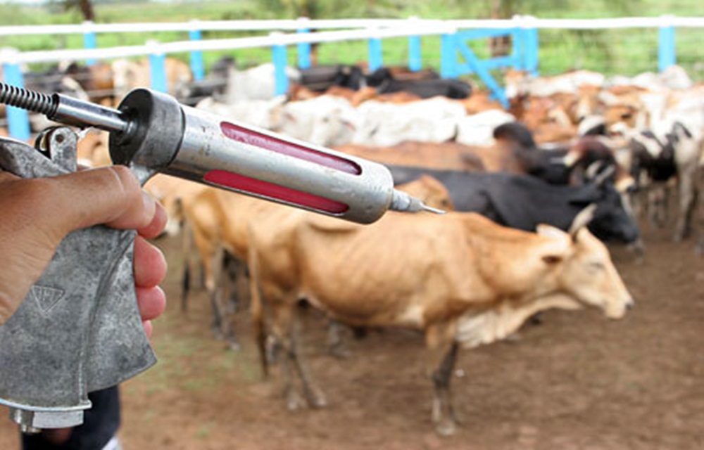 Ir para  <p>O prazo para os produtores comprovarem a vacina&ccedil;&atilde;o contra a febre aftosa em seu rebanho vai at&eacute; esta sexta-feira (23). Ap&oacute;s a imuniza&ccedil;&atilde;o, o produtor precisa atestar o...
