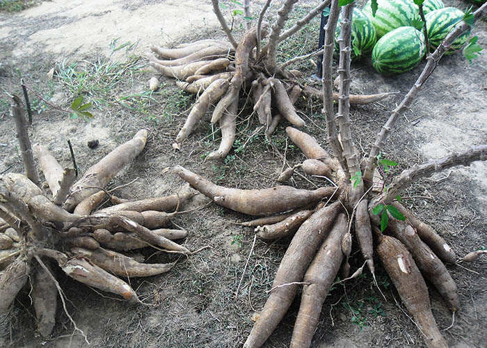 Ir para  <p><big>Plantar melancia consorciada &agrave; mandioca garante seguran&ccedil;a financeira ao pequeno produtor, com incremento de 65% na renda. &Eacute; o que mostram resultados de uma pesquisa realizada...