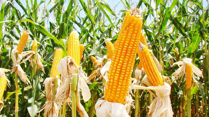 Ir para  <p><big>A Secretaria do Desenvolvimento Rural, Pesca e Cooperativismo (SDR) autorizou a entrega de 185.453 sacas de sementes de milho (h&iacute;brido e transg&ecirc;nico) e sorgo do programa Troca-troca de Sementes, safra...