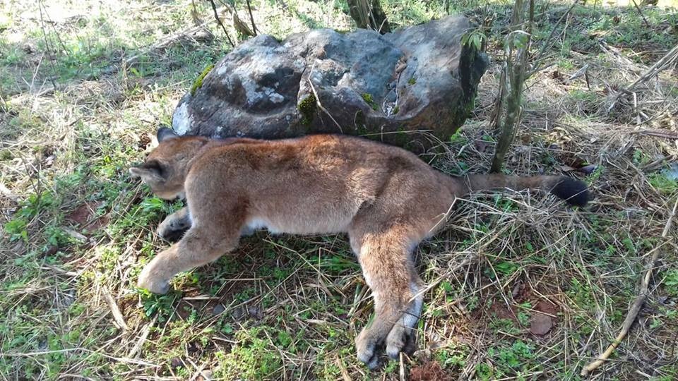 Ir para  <p><br />
<big>Uma On&ccedil;a-Parda foi encontrada morta na manh&atilde; desta quarta-feira (16), na ERS 135, pr&oacute;ximo a Get&uacute;lio Vargas. Segundo a r&aacute;dio Sideral, o animal silvestre raro...