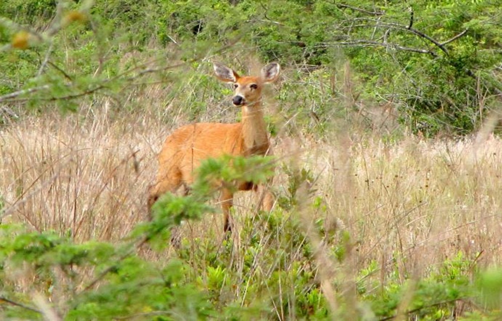 Ir para  <p>O Instituto Brasileiro do Meio Ambiente e dos Recursos Naturais Renov&aacute;veis (Ibama) autorizou o abate de 300 cervos ex&oacute;ticos do Pampas Safari, parque privado localizado em Gravata&iacute; e fechado desde o fim do...