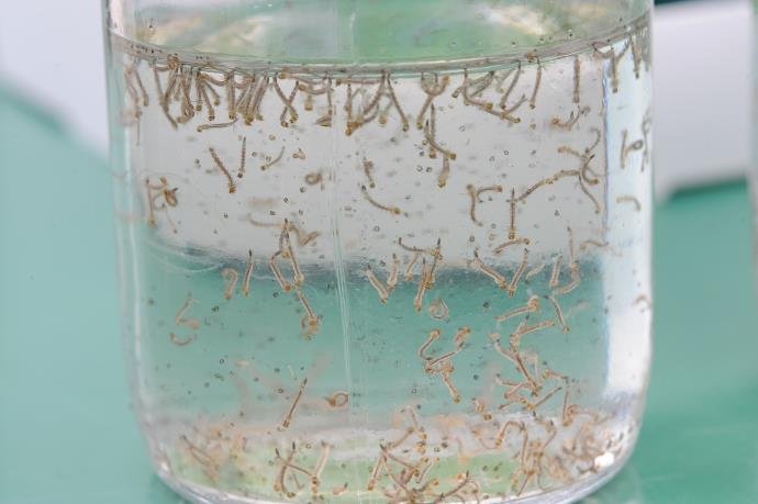 Ir para  <p>O Rio Grande do Sul receber&aacute; R$ 2 milh&otilde;es do Minist&eacute;rio da Sa&uacute;de para combater o mosquito Aedes aegypti, o transmissor de dengue, zika e chikungunya. A verba foi liberada para 470...