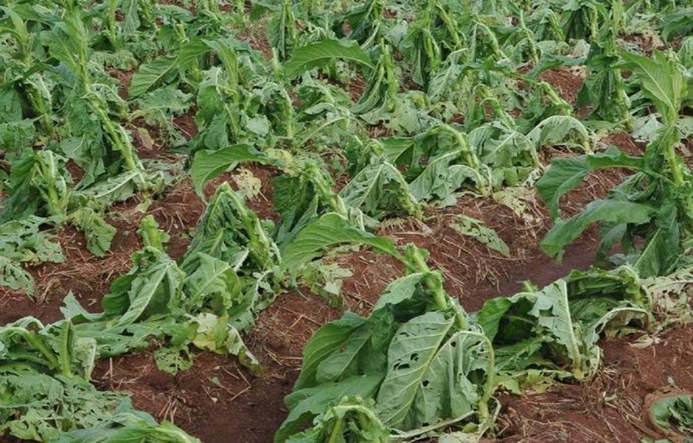 Ir para  <p>A Associa&ccedil;&atilde;o dos Fumicultores do Brasil (Afubra) recebeu 811 registros de danos provocados por granizo em lavouras de tabaco na &aacute;rea atendida pela matriz, em Santa Cruz do Sul, durante a...