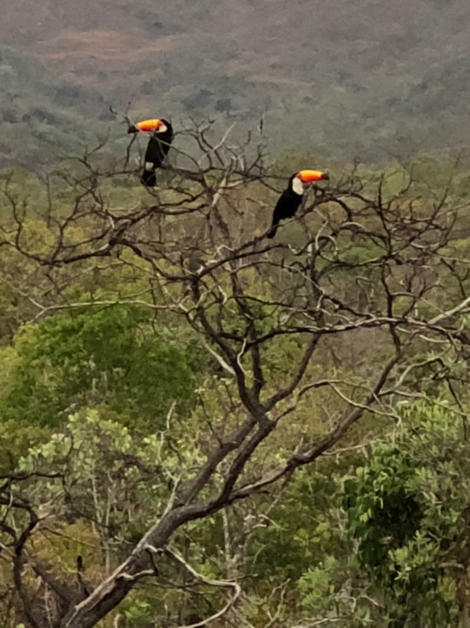 Ir para  <p><big>Duas semanas ap&oacute;s a reabertura do Parque Nacional da Chapada dos Veadeiros (GO), a natureza come&ccedil;a a dar sinais de recupera&ccedil;&atilde;o. O local que foi alvo de um dos maiores...