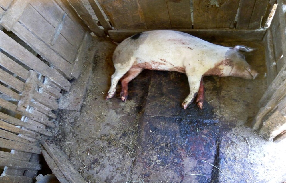 Ir para  <p>Ladr&otilde;es de animais voltaram a agir no interior de Marcelino Ramos, mas desta vez n&atilde;o conseguiram atingir seus objetivos. Na noite da &uacute;ltima sexta-feira, por volta das 23h, a propriedade de um agricultor...