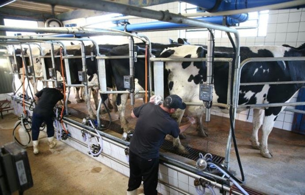 Ir para  <p>O Conselho Parit&aacute;rio de Produtores/Ind&uacute;strias de Leite do Rio Grande do Sul (Conseleite) vai pedir que os agropecuaristas reduzam em 10% a produ&ccedil;&atilde;o de leite do Estado, que &eacute; estimada...