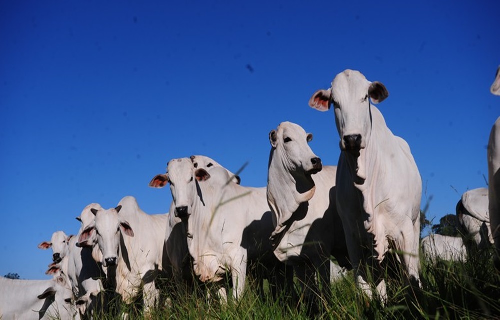 Ir para  <p>As exporta&ccedil;&otilde;es de carnes&nbsp;<em>in natura</em>&nbsp;do Brasil fecham o ano de 2017 com crescimento. Os embarques de carne bovina nos 12 meses do ano somaram 1,21 bilh&atilde;o de toneladas,...