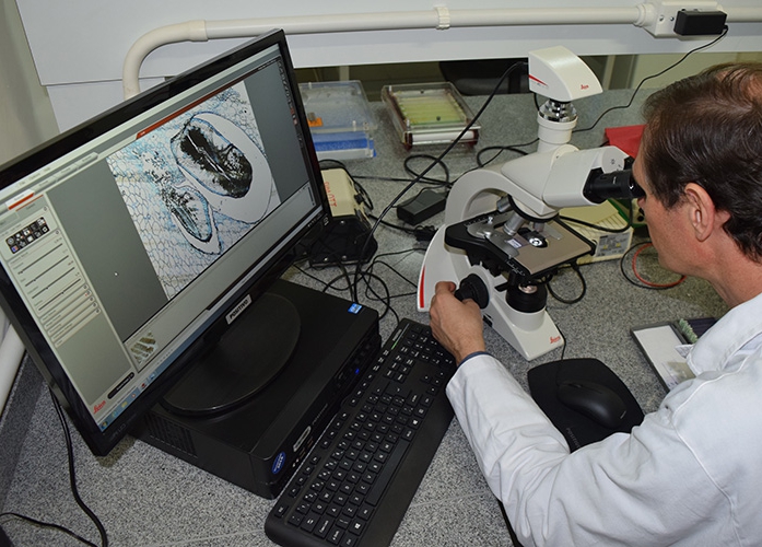 Ir para  <p><big>Os mecanismos gen&eacute;ticos e celulares que levam &agrave; forma&ccedil;&atilde;o ou aus&ecirc;ncia da semente na uva (apirenia) acabam de ser desvendados pela equipe do Laborat&oacute;rio de...