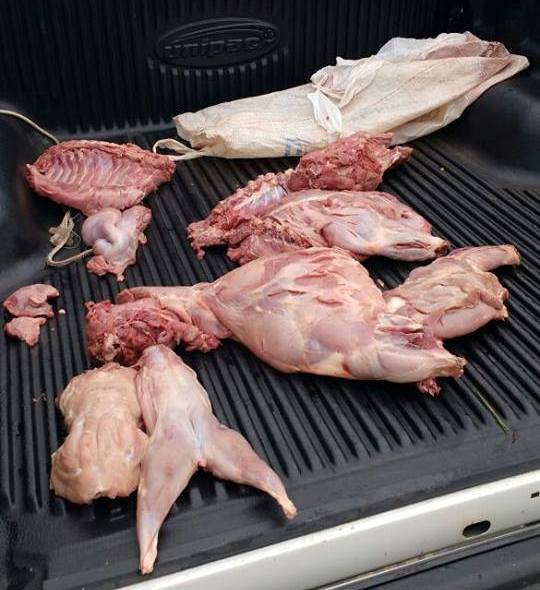 Ir para  <p>A Pol&iacute;cia Militar Ambiental&nbsp;Herval d&acute;Oeste prendeu dois homens em Campos Novos neste domingo com carca&ccedil;as de animais ex&oacute;ticos e silvestres proveniente de ca&ccedil;a. De acordo com...