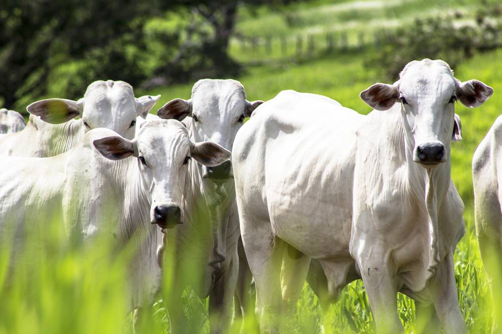 Ir para  <p>O ministro da Agricultura, Pecu&aacute;ria e Abastecimento, Blairo Maggi, anunciou que a Justi&ccedil;a liberou toda a exporta&ccedil;&atilde;o de gado vivo do Brasil, na noite desta segunda-feira, depois de saber da...