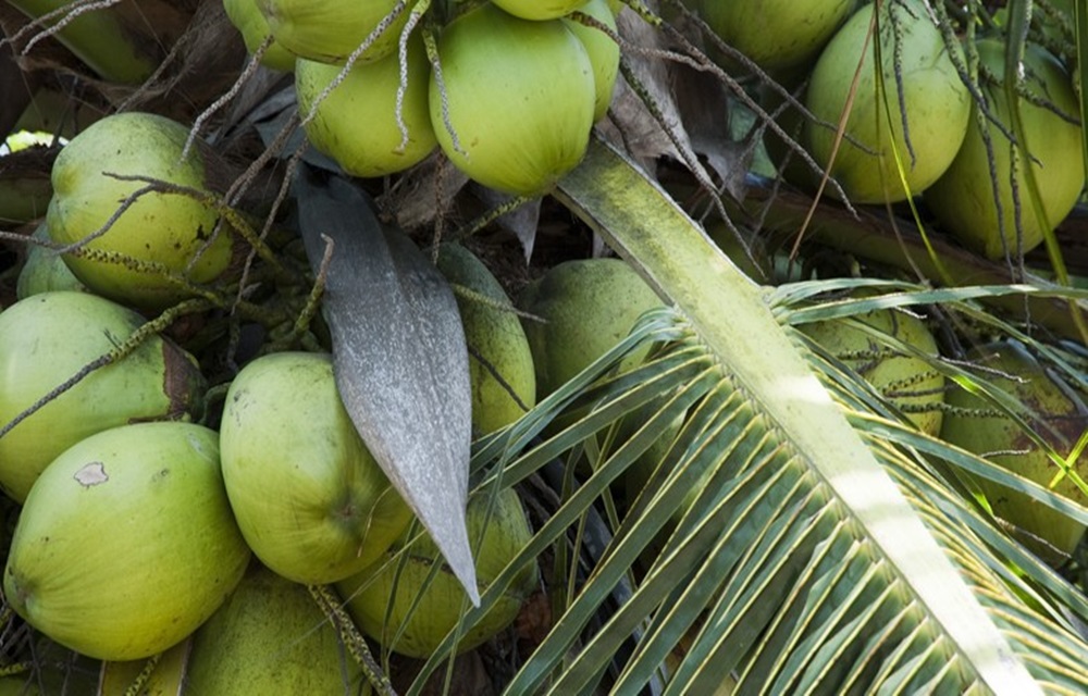 Ir para  <p>A partir de junho deste ano, os europeus poder&atilde;o consumir mais coco verde brasileiro. Um revestimento comest&iacute;vel desenvolvido pela Embrapa eleva em at&eacute; quatro vezes a vida &uacute;til da fruta, que...