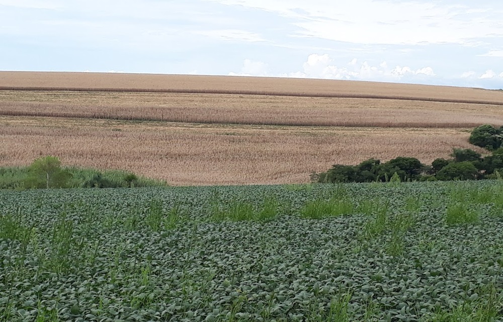 Ir para  <p>Apesar de atingirem diretamente a economia dos munic&iacute;pios e dos agricultores da Metade Sul, as perdas estimadas por conta da estiagem, que atinge as regi&otilde;es de Bag&eacute;, Pelotas e Porto Alegre, n&atilde;o...