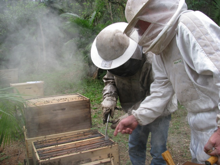 Ir para  <p><big>O Estado de Santa Catarina &eacute; o terceiro maior produtor nacional de mel, com aproximadamente 10.000 apicultores envolvidos na atividade. Entretanto, at&eacute; o ano de 2010 verificavam-se baixos...