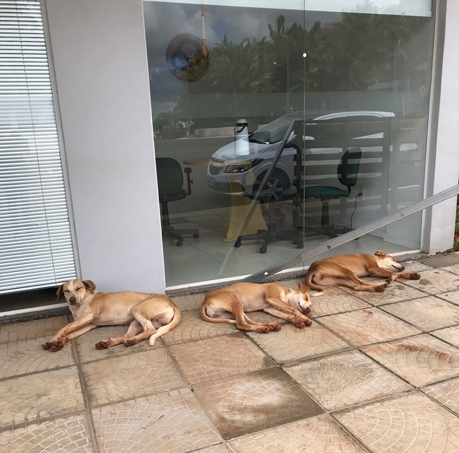 Ir para  <p><big>O ato de abandonar animais em logradouros p&uacute;blicos, al&eacute;m de cruel e desumano, &eacute; crime pass&iacute;vel de pris&atilde;o, multa e perda da guarda do animal, de acordo as leis...