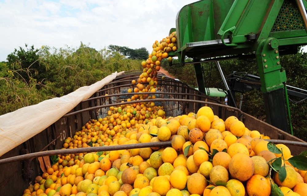 Ir para  <p>O volume exportado de suco de laranja aos Estados Unidos cresceu 69% nos dez primeiros meses da safra 2017/2018, entre julho do ano passado e abril deste ano, em compara&ccedil;&atilde;o com igual per&iacute;odo de 2016/2017,...