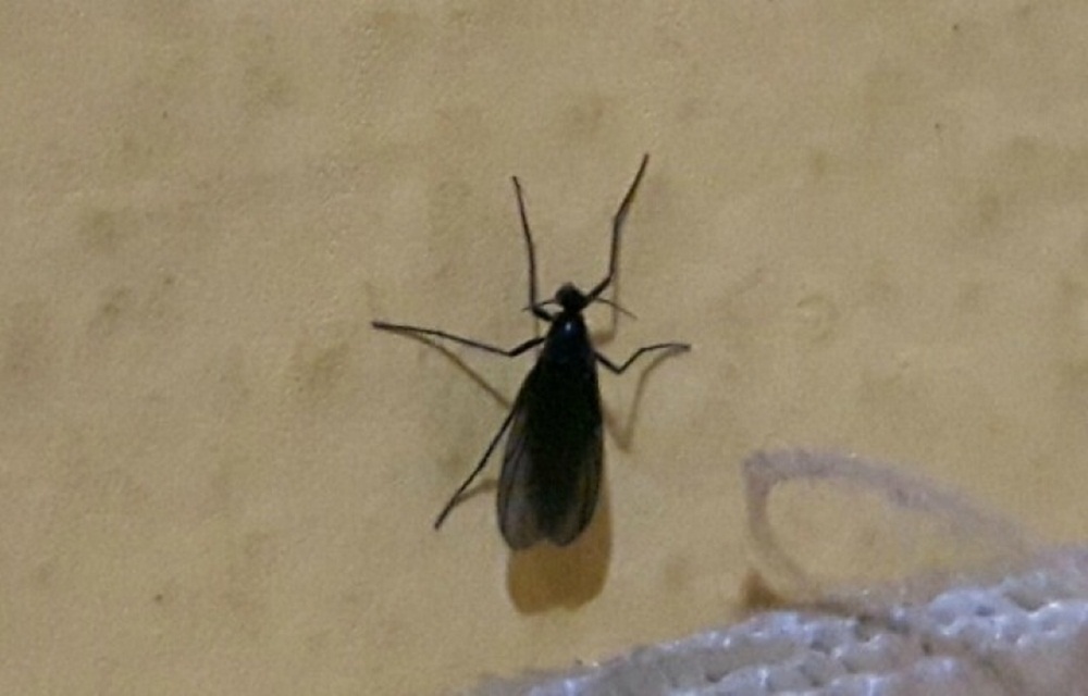 Ir para  <p>A vigil&acirc;ncia ambiental de Lagoa Vermelha ainda estuda a nova esp&eacute;cie de inseto que passou a infestar a regi&atilde;o nas &uacute;ltimas semanas. Um animal voador, do g&ecirc;nero Bradysia, tem causado...