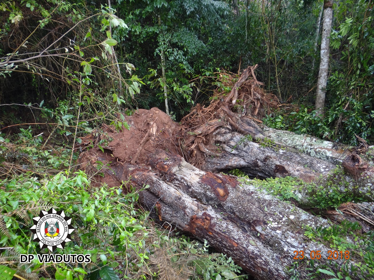 Ir para  <p><big>Na manh&atilde; desta quarta-feira, 23 de maio, a Pol&iacute;cia Civil de Viadutos, acompanhada do Fiscal Ambiental Municipal, em apura&ccedil;&atilde;o de den&uacute;ncia an&ocirc;nima, encontraram, na...