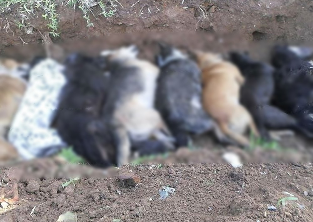 Ir para  <p>A Pol&iacute;cia Civil est&aacute; investigando a matan&ccedil;a de animais de rua e de estima&ccedil;&atilde;o que vem ocorrendo na cidade de Herval, na zona Sul do Estado. O primeiro registro de morte por...