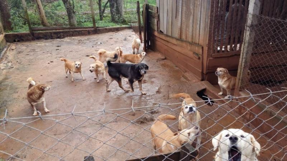 Ir para  <p><big>Uma den&uacute;ncia an&ocirc;nima agentes da PATRAM de Erechim a fazer dilig&ecirc;ncia em um Canil na cidade de Bar&atilde;o de Cotegipe. O informe seria de que a propriet&aacute;ria dos animais...