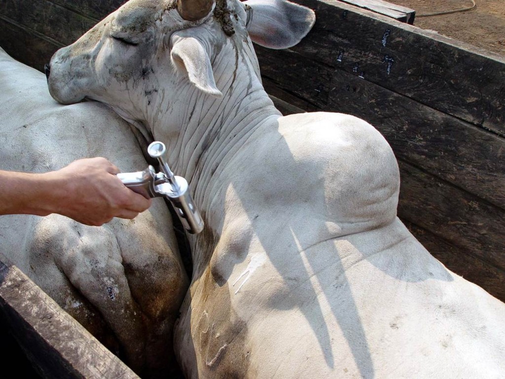 Ir para  <p>Durante todo o m&ecirc;s de novembro, a Secretaria da Agricultura do Estado do Rio Grande do Sul, estar&aacute; realizando mais uma campanha de vacina&ccedil;&atilde;o contra a febre aftosa. A...