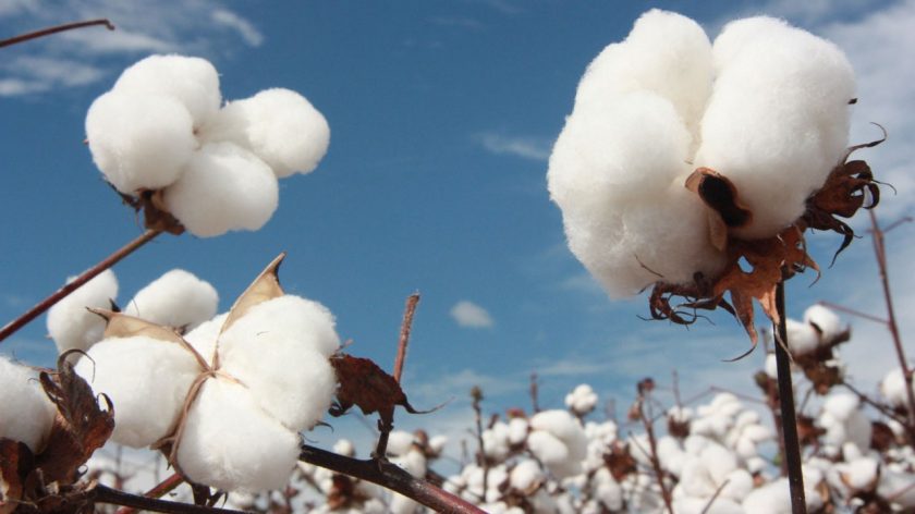 Ir para  <p>A&nbsp;Associa&ccedil;&atilde;o Nacional dos Exportadores de&nbsp;<strong><a href="https://revistagloborural.globo.com/Noticias/Agricultura/Algodao/noticia/plantao.html"...