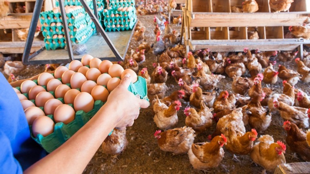 Ir para  <p>O&nbsp;mercado de ovos vive um cen&aacute;rio de baixa liquidez e pre&ccedil;os pressionados neste m&ecirc;s. A informa&ccedil;&atilde;o &eacute; do Centro de Estudos Avan&ccedil;ados em Economia Aplicada...