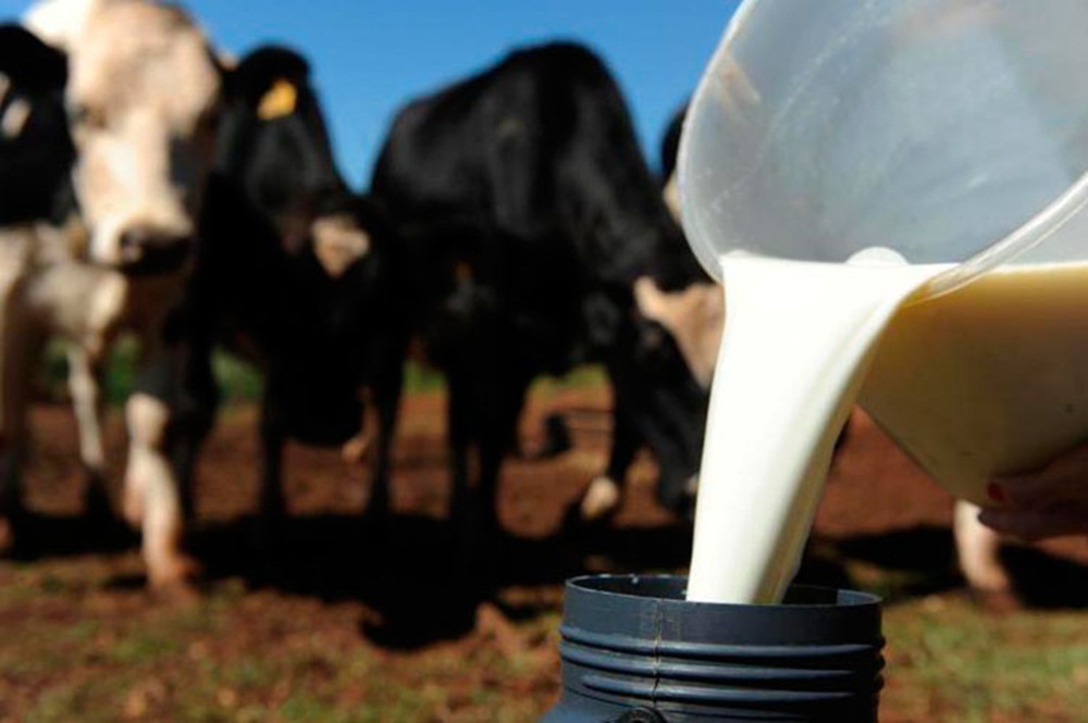 Ir para  <p>Com uma produ&ccedil;&atilde;o de leite em crescimento acelerado, Santa Catarina busca novos mercados para exporta&ccedil;&atilde;o. O secret&aacute;rio de Estado da Agricultura e da Pesca, Airton Spies, embarca nesta...