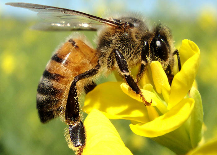 Ir para  <p><big>O pr&oacute;polis produzido pela abelha-europeia (<em>Apis mellifera</em>) possui a&ccedil;&atilde;o contra o fungo&nbsp;<em>P. aphanidermatu</em>m, microrganismo que causa a...