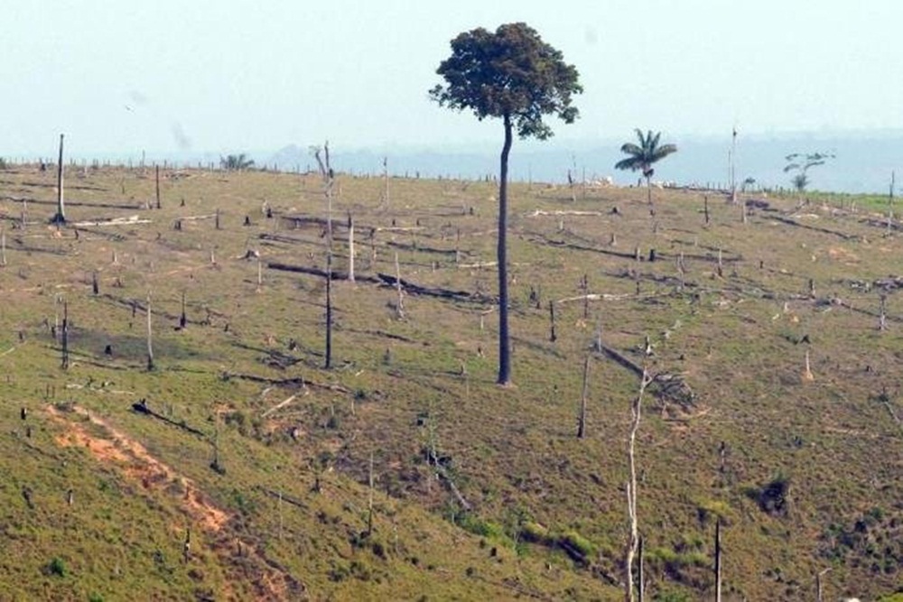 Ir para  <p><big>O desmatamento na Amaz&ocirc;nia aumentou 13,7% entre agosto de 2017 e julho deste ano. A informa&ccedil;&atilde;o foi divulgada nesta sexta-feira pelos minist&eacute;rios do Meio Ambiente (MMA) e da...