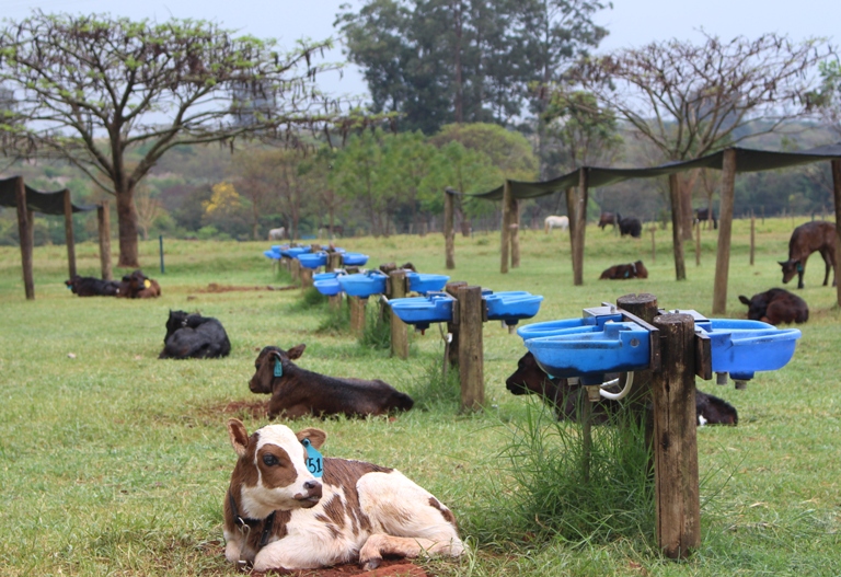 Ir para  <p><big>O clima &eacute; um dos fatores que aumenta a incid&ecirc;ncia da diarreia em bezerros. A umidade e temperatura alta favorecem a prolifera&ccedil;&atilde;o dos diferentes microrganismos transmissores da...