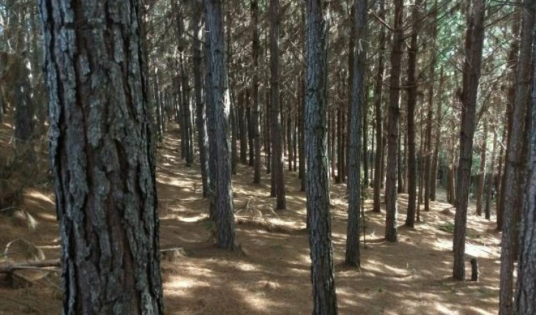 Ir para  <p>O Minist&eacute;rio da Agricultura (Mapa) anunciou, nesta quarta-feira (5/12), um plano para aumentar a &aacute;rea com florestas plantadas no Brasil em 2 milh&otilde;es de hectares nos pr&oacute;ximos dez anos. De acordo...