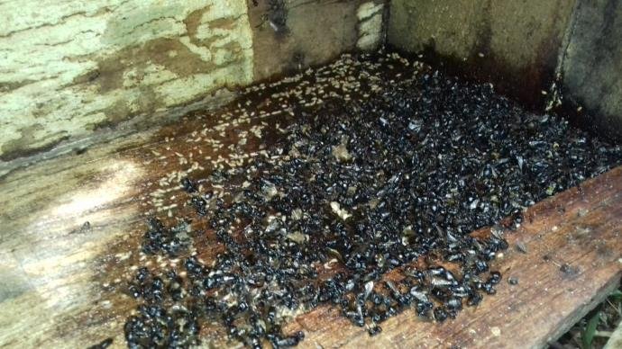 Ir para  <p>Tendo como poss&iacute;vel causa a contamina&ccedil;&atilde;o por aplica&ccedil;&atilde;o inadequada de inseticida nas lavouras, abelhas de 200 colmeias de seis criadores de S&atilde;o Jos&eacute; das...