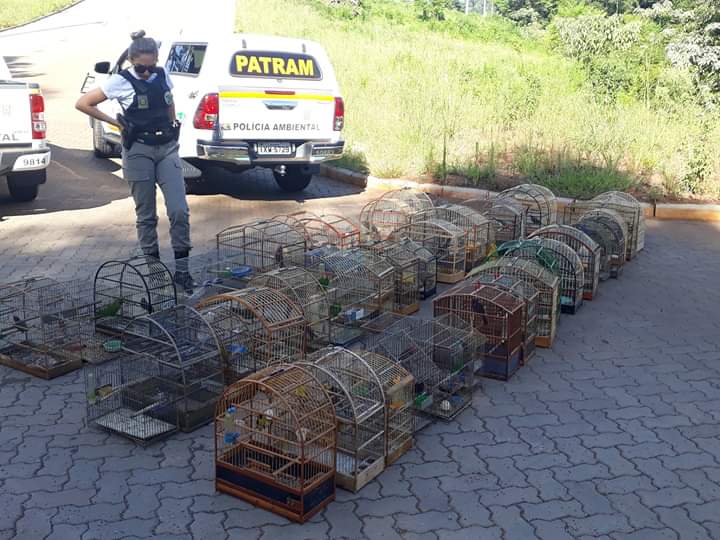 Ir para  <p><big>A Patram apreendeu nas &uacute;ltima horas pelo menos 100 p&aacute;ssaros silvestres em gaiolas numa resid&ecirc;ncia de Erechim. Ap&oacute;s averigua&ccedil;&otilde;es a guarni&ccedil;&atilde;o...