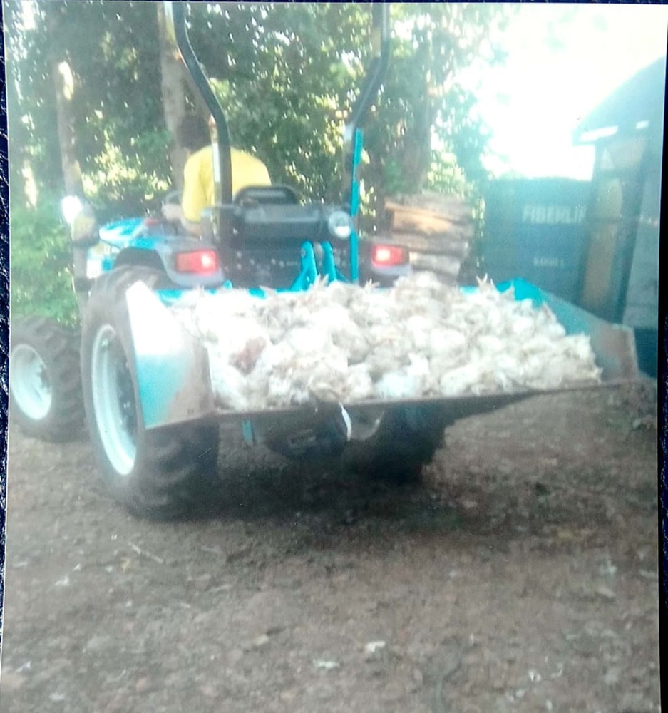 Ir para  <p><big>Produtor rural de Linha Santa B&aacute;rbara, interior de Marcelino Ramos, teve grande preju&iacute;zo ap&oacute;s 3 avi&aacute;rios ficaram sem luz devido a manuten&ccedil;&atilde;o de postes, feita...