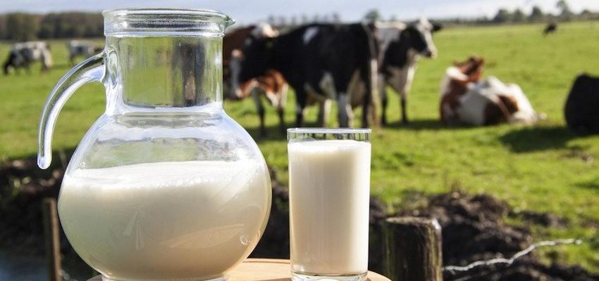 Ir para  <p><big>Devido a repercuss&atilde;o negativa provocada pelo fim da barreira comercial a importa&ccedil;&atilde;o de leite da Europa e Nova Zel&acirc;ndia, o Minist&eacute;rio da Agricultura divulgou em nota na...