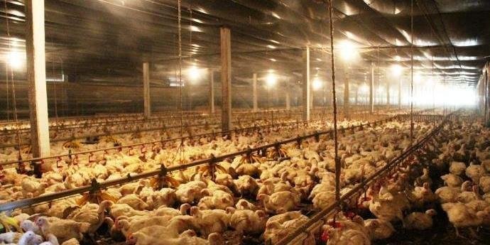 Ir para  <p>A Ag&ecirc;ncia Nacional de Vigil&acirc;ncia Sanit&aacute;ria (Anvisa) proibiu a venda e a distribui&ccedil;&atilde;o, em todo o pa&iacute;s, de alguns lotes de derivados de frango<em>&nbsp;in...