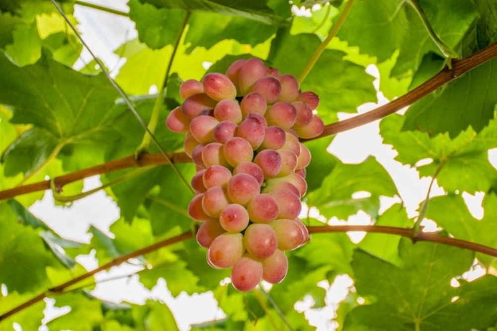 Ir para  <p>A&nbsp;Embrapa Uva e Vinho lan&ccedil;ou duas novas cultivares de uva adaptadas ao clima temperado do Sul do pa&iacute;s: a BRS Melodia, uva rosada de mesa sem sementes, e a BRS Bibiana, para elabora&ccedil;&atilde;o...