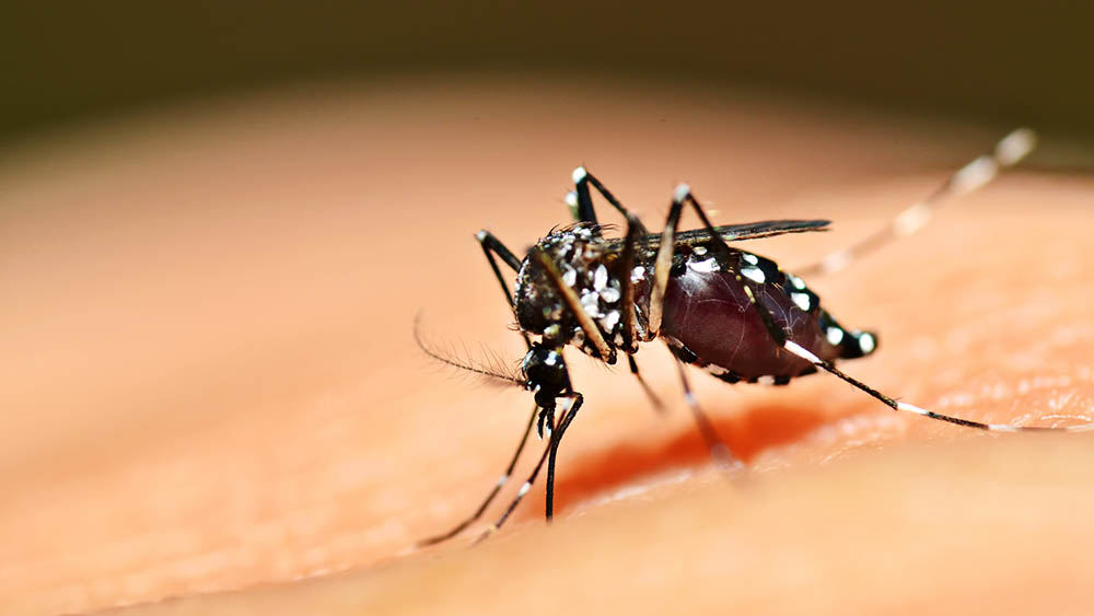 Ir para  <p>A Secretaria Estadual de Sa&uacute;de (SES) anunciou nesta ter&ccedil;a-feira a confirma&ccedil;&atilde;o do primeiro caso aut&oacute;ctone (contra&iacute;do no Estado) de zika v&iacute;rus, em 2019, no Rio...